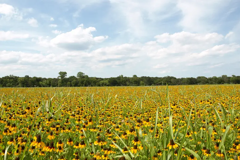 Burleson, TX