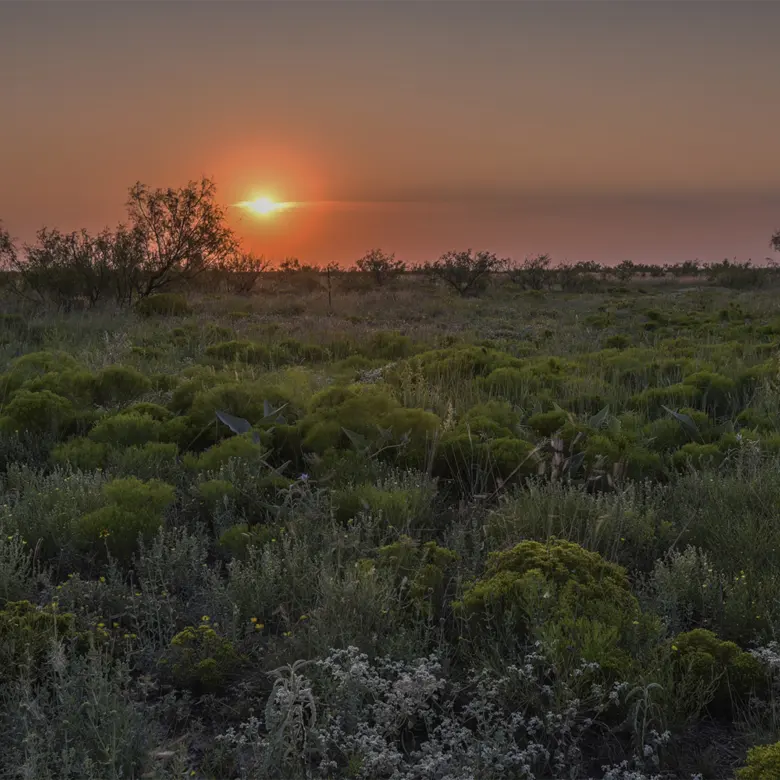 Hobbs, NM