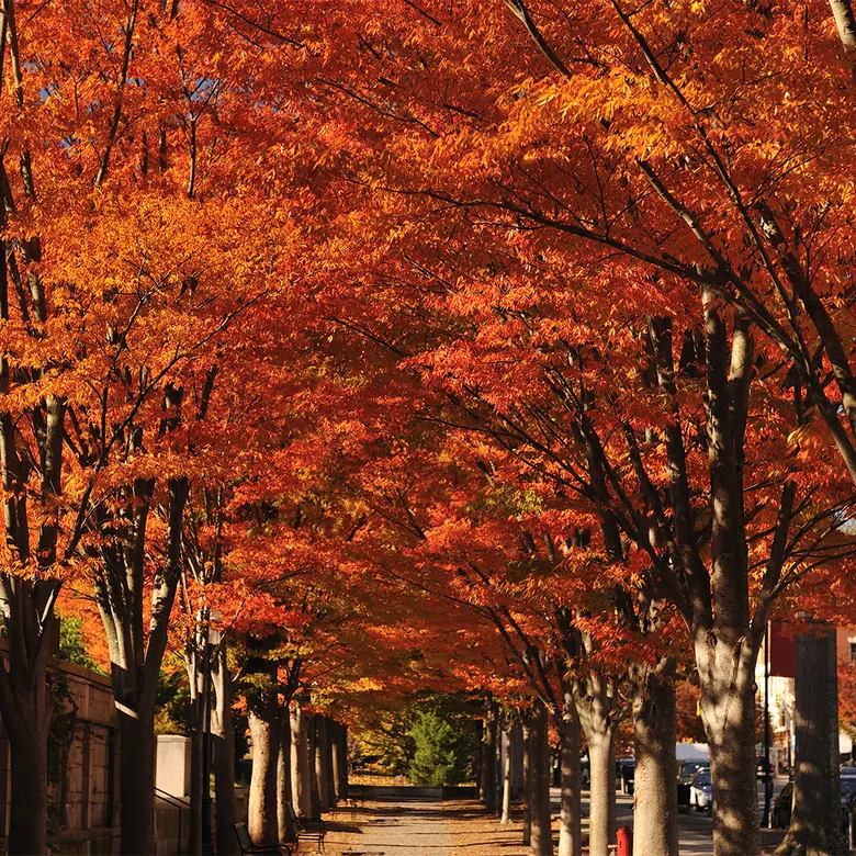 Pennington, NJ